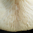 houževnatec tygrovaný (Lentinus tigrinus)