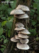 houževnatec tygrovaný (Lentinus tigrinus)