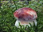 hřib borový (Boletus pinophilus)