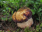hřib borový (Boletus pinophilus)