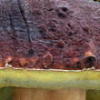hřib borový (Boletus pinophilus)
