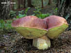 hřib borový (Boletus pinophilus)