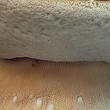 hřib bronzový (Boletus aereus)