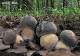 hřib bronzový (Boletus aereus)