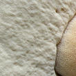 hřib bronzový (Boletus aereus)