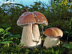 hřib dubový (Boletus reticulatus)