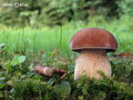 hřib dubový (Boletus reticulatus)
