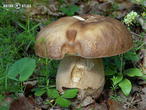 hřib dubový (Boletus reticulatus)