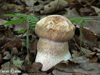 hřib dubový (Boletus reticulatus)
