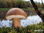 hřib dubový (Boletus reticulatus)
