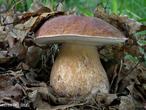 hřib dubový (Boletus reticulatus)