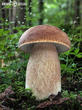 hřib dubový (Boletus reticulatus)