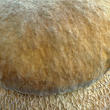 hřib dubový (Boletus reticulatus)