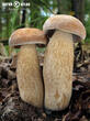 hřib dubový (Boletus reticulatus)