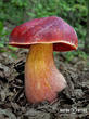 hřib Dupainův (Rubroboletus dupainii)