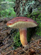 hřib hnědý (Imleria badia)