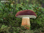 hřib hnědý (Imleria badia)