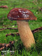 hřib hnědý (Imleria badia)