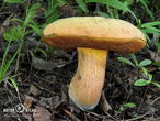 hřib koloděj (Suillellus luridus)