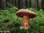 hřib kovář (Neoboletus luridiformis)