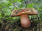 hřib kovář (Neoboletus luridiformis)