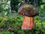 hřib kovář (Neoboletus luridiformis)
