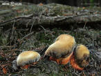 hřib kovář (Neoboletus luridiformis)