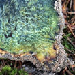hřib kovář (Neoboletus luridiformis)