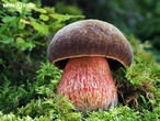 hřib kovář (Neoboletus luridiformis)