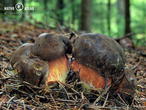 hřib kovář (Neoboletus luridiformis)