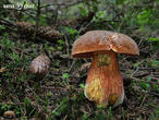 hřib kovář (Neoboletus luridiformis)