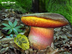 hřib kovář (Neoboletus luridiformis)