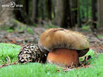 hřib kovář (Neoboletus luridiformis)