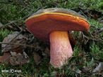 hřib kovář (Neoboletus luridiformis)