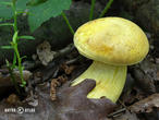 hřib kovář žlutý (Neoboletus erythropus f. pseudosulphureus)