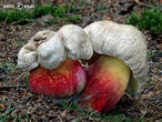 hřib kříšť (Caloboletus calopus)