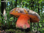 hřib Le Galové (Rubroboletus legaliae)