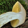 hřib moravský (Aureoboletus moravicus)