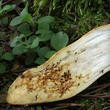 hřib moravský (Aureoboletus moravicus)