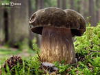 hřib nachovýtrusý (Porphyrellus porphyrosporus)