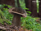 hřib nachovýtrusý (Porphyrellus porphyrosporus)