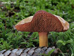 hřib peprný (Chalciporus piperatus)