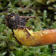 hřib peprný (Chalciporus piperatus)