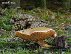 hřib peprný (Chalciporus piperatus)