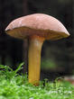 hřib peprný (Chalciporus piperatus)