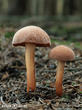 hřib peprný (Chalciporus piperatus)