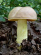 hřib plavý (Hemileccinum impolitum)