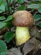 hřib přívěskatý (Butyriboletus appendiculatus)