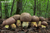 hřib přívěskatý (Butyriboletus appendiculatus)