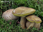 hřib příživný (parazitický) (Pseudoboletus parasiticus)